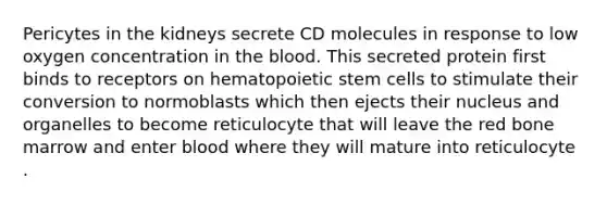 Pericytes in the kidneys secrete CD molecules in response to low oxygen concentration in the blood. This secreted protein first binds to receptors on hematopoietic stem cells to stimulate their conversion to normoblasts which then ejects their nucleus and organelles to become reticulocyte that will leave the red bone marrow and enter blood where they will mature into reticulocyte .