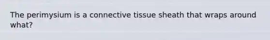 The perimysium is a connective tissue sheath that wraps around what?