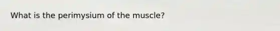 What is the perimysium of the muscle?