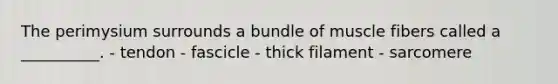 The perimysium surrounds a bundle of muscle fibers called a __________. - tendon - fascicle - thick filament - sarcomere