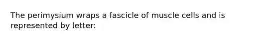 The perimysium wraps a fascicle of muscle cells and is represented by letter: