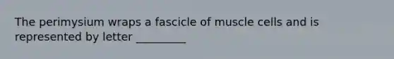 The perimysium wraps a fascicle of muscle cells and is represented by letter _________