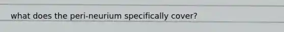 what does the peri-neurium specifically cover?