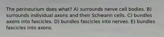 The perineurium does what? A) surrounds nerve cell bodies. B) surrounds individual axons and their Schwann cells. C) bundles axons into fascicles. D) bundles fascicles into nerves. E) bundles fascicles into axons.