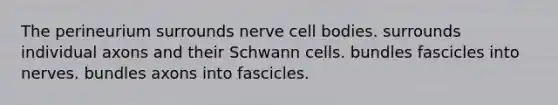 The perineurium surrounds nerve cell bodies. surrounds individual axons and their Schwann cells. bundles fascicles into nerves. bundles axons into fascicles.