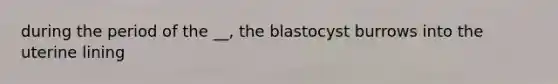 during the period of the __, the blastocyst burrows into the uterine lining