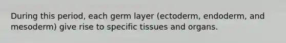 During this period, each germ layer (ectoderm, endoderm, and mesoderm) give rise to specific tissues and organs.