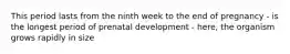 This period lasts from the ninth week to the end of pregnancy - is the longest period of prenatal development - here, the organism grows rapidly in size