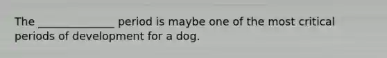 The ______________ period is maybe one of the most <a href='https://www.questionai.com/knowledge/kr6CQKEUVb-critical-period' class='anchor-knowledge'>critical period</a>s of development for a dog.