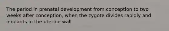 The period in prenatal development from conception to two weeks after conception, when the zygote divides rapidly and implants in the uterine wall