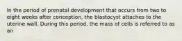 In the period of prenatal development that occurs from two to eight weeks after conception, the blastocyst attaches to the uterine wall. During this period, the mass of cells is referred to as an