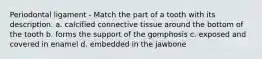 Periodontal ligament - Match the part of a tooth with its description. a. calcified connective tissue around the bottom of the tooth b. forms the support of the gomphosis c. exposed and covered in enamel d. embedded in the jawbone