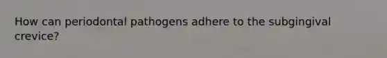 How can periodontal pathogens adhere to the subgingival crevice?