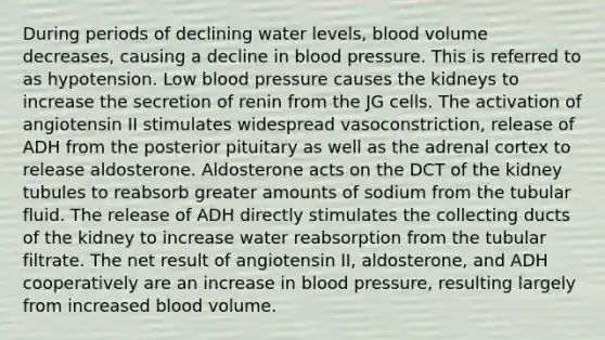 During periods of declining water levels, blood volume decreases, causing a decline in blood pressure. This is referred to as hypotension. Low blood pressure causes the kidneys to increase the secretion of renin from the JG cells. The activation of angiotensin II stimulates widespread vasoconstriction, release of ADH from the posterior pituitary as well as the adrenal cortex to release aldosterone. Aldosterone acts on the DCT of the kidney tubules to reabsorb greater amounts of sodium from the tubular fluid. The release of ADH directly stimulates the collecting ducts of the kidney to increase water reabsorption from the tubular filtrate. The net result of angiotensin II, aldosterone, and ADH cooperatively are an increase in blood pressure, resulting largely from increased blood volume.