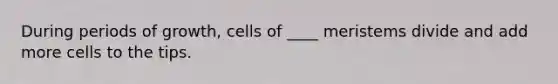 During periods of growth, cells of ____ meristems divide and add more cells to the tips.