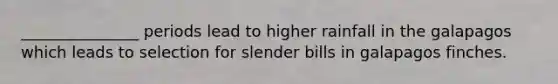 _______________ periods lead to higher rainfall in the galapagos which leads to selection for slender bills in galapagos finches.
