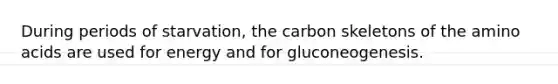 During periods of starvation, the carbon skeletons of the amino acids are used for energy and for gluconeogenesis.