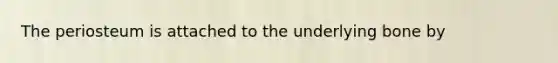 The periosteum is attached to the underlying bone by