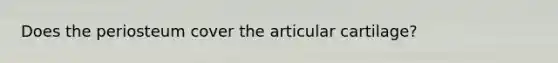 Does the periosteum cover the articular cartilage?