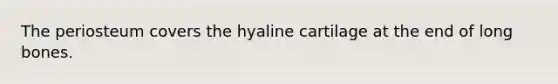 The periosteum covers the hyaline cartilage at the end of long bones.