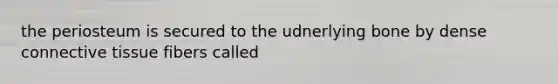 the periosteum is secured to the udnerlying bone by dense connective tissue fibers called