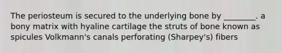 The periosteum is secured to the underlying bone by ________. a bony matrix with hyaline cartilage the struts of bone known as spicules Volkmann's canals perforating (Sharpey's) fibers