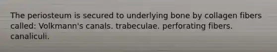 The periosteum is secured to underlying bone by collagen fibers called: Volkmann's canals. trabeculae. perforating fibers. canaliculi.