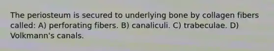 The periosteum is secured to underlying bone by collagen fibers called: A) perforating fibers. B) canaliculi. C) trabeculae. D) Volkmann's canals.