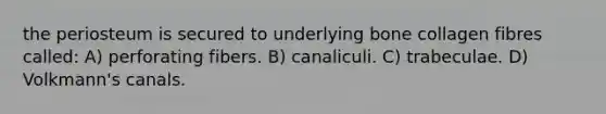 the periosteum is secured to underlying bone collagen fibres called: A) perforating fibers. B) canaliculi. C) trabeculae. D) Volkmann's canals.