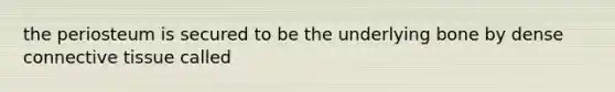 the periosteum is secured to be the underlying bone by dense connective tissue called