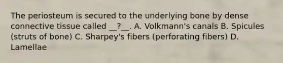 The periosteum is secured to the underlying bone by dense connective tissue called __?__. A. Volkmann's canals B. Spicules (struts of bone) C. Sharpey's fibers (perforating fibers) D. Lamellae