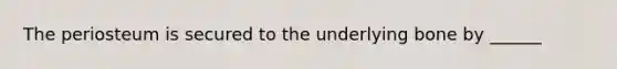 The periosteum is secured to the underlying bone by ______