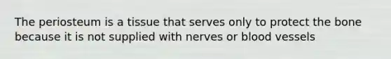The periosteum is a tissue that serves only to protect the bone because it is not supplied with nerves or blood vessels