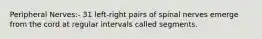 Peripheral Nerves:- 31 left-right pairs of spinal nerves emerge from the cord at regular intervals called segments.