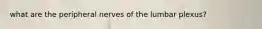 what are the peripheral nerves of the lumbar plexus?