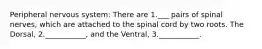 Peripheral nervous system: There are 1.___ pairs of spinal nerves, which are attached to the spinal cord by two roots. The Dorsal, 2.___________, and the Ventral, 3.___________.