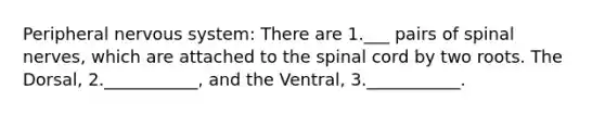 Peripheral nervous system: There are 1.___ pairs of <a href='https://www.questionai.com/knowledge/kyBL1dWgAx-spinal-nerves' class='anchor-knowledge'>spinal nerves</a>, which are attached to <a href='https://www.questionai.com/knowledge/kkAfzcJHuZ-the-spinal-cord' class='anchor-knowledge'>the spinal cord</a> by two roots. The Dorsal, 2.___________, and the Ventral, 3.___________.