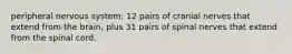 peripheral nervous system: 12 pairs of cranial nerves that extend from the brain, plus 31 pairs of spinal nerves that extend from the spinal cord.