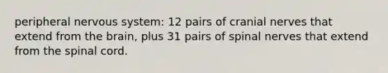 peripheral nervous system: 12 pairs of cranial nerves that extend from the brain, plus 31 pairs of spinal nerves that extend from the spinal cord.