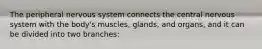 The peripheral nervous system connects the central nervous system with the body's muscles, glands, and organs, and it can be divided into two branches: