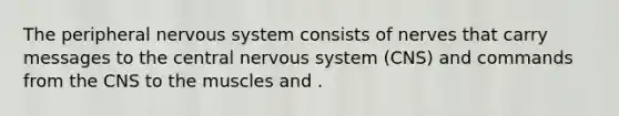 The peripheral nervous system consists of nerves that carry messages to the central nervous system (CNS) and commands from the CNS to the muscles and .