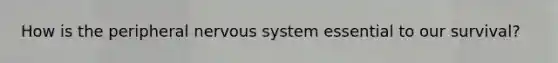 How is the peripheral nervous system essential to our survival?