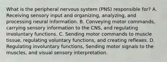 What is the peripheral nervous system (PNS) responsible for? A. Receiving sensory input and organizing, analyzing, and processing neural information. B. Conveying motor commands, carrying sensory information to the CNS, and regulating involuntary functions. C. Sending motor commands to muscle tissue, regulating voluntary functions, and creating reflexes. D. Regulating involuntary functions, Sending motor signals to the muscles, and visual sensory interpretation.