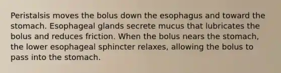 Peristalsis moves the bolus down the esophagus and toward the stomach. Esophageal glands secrete mucus that lubricates the bolus and reduces friction. When the bolus nears the stomach, the lower esophageal sphincter relaxes, allowing the bolus to pass into the stomach.