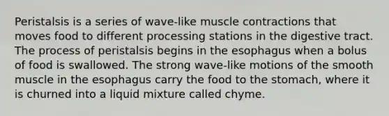 Peristalsis is a series of wave-like muscle contractions that moves food to different processing stations in the digestive tract. The process of peristalsis begins in the esophagus when a bolus of food is swallowed. The strong wave-like motions of the smooth muscle in the esophagus carry the food to the stomach, where it is churned into a liquid mixture called chyme.