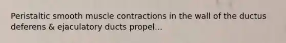 Peristaltic smooth <a href='https://www.questionai.com/knowledge/k0LBwLeEer-muscle-contraction' class='anchor-knowledge'>muscle contraction</a>s in the wall of the ductus deferens & ejaculatory ducts propel...