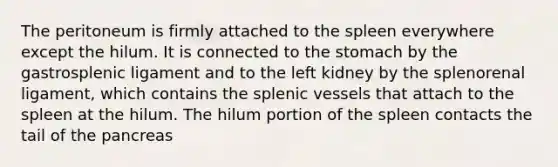 The peritoneum is firmly attached to the spleen everywhere except the hilum. It is connected to the stomach by the gastrosplenic ligament and to the left kidney by the splenorenal ligament, which contains the splenic vessels that attach to the spleen at the hilum. The hilum portion of the spleen contacts the tail of the pancreas