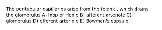 The peritubular capillaries arise from the (blank), which drains the glomerulus A) loop of Henle B) afferent arteriole C) glomerulus D) efferent arteriole E) Bowman's capsule