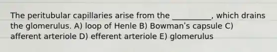 The peritubular capillaries arise from the __________, which drains the glomerulus. A) loop of Henle B) Bowmanʹs capsule C) afferent arteriole D) efferent arteriole E) glomerulus