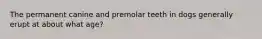 The permanent canine and premolar teeth in dogs generally erupt at about what age?